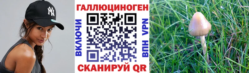 сколько стоит  Морозовск  KRAKEN как зайти  Галлюциногенные грибы Psilocybe 